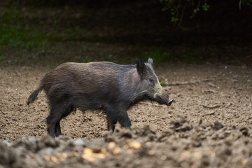 Juvenile wild hog in the forest