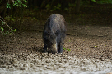 Juvenile wild hog in the forest