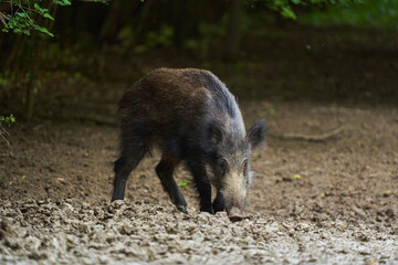 Juvenile wild hog in the forest