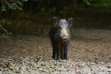 Juvenile wild hog in the forest