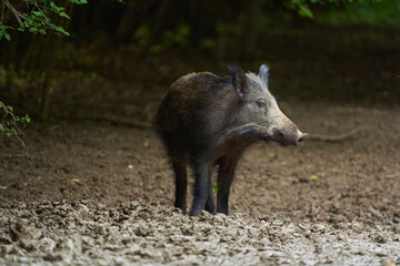 Juvenile wild hog in the forest