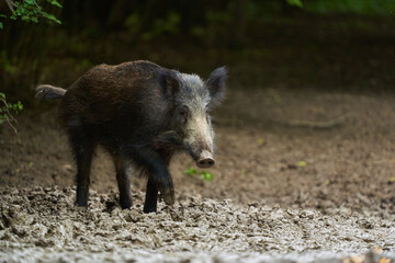 Juvenile wild hog in the forest