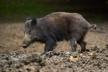 Juvenile wild hog in the forest