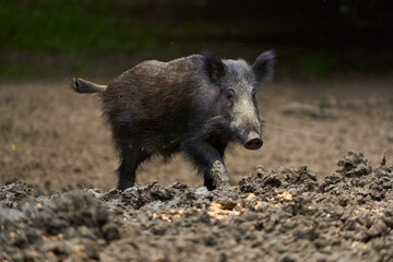 Juvenile wild hog in the forest