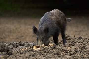 Juvenile wild hog in the forest
