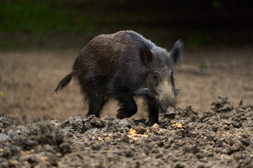 Juvenile wild hog in the forest