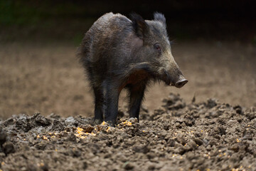 Juvenile wild hog in the forest