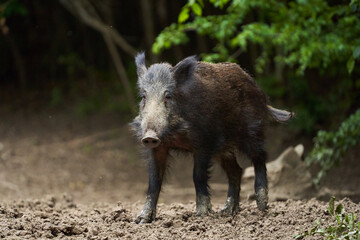Juvenile wild hog in the forest