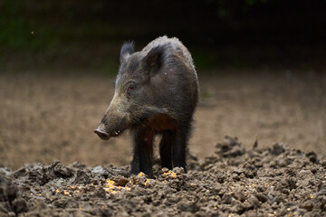 Juvenile wild hog in the forest