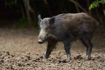 Juvenile wild hog in the forest