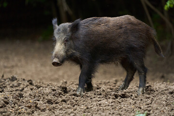 Juvenile wild hog in the forest