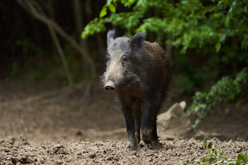 Juvenile wild hog in the forest