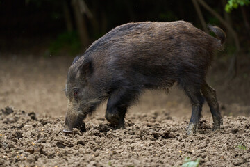 Juvenile wild hog in the forest