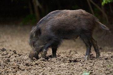 Juvenile wild hog in the forest