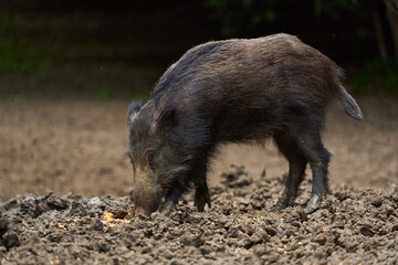 Juvenile wild hog in the forest