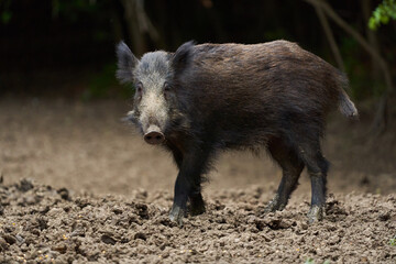 Juvenile wild hog in the forest