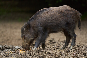 Juvenile wild hog in the forest