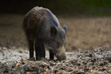 Juvenile wild hog in the forest