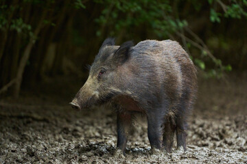 Juvenile wild hog in the forest