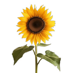 Obraz premium A close-up photograph of a vibrant sunflower with its bright yellow petals and detailed center, highlighted against a blurred green background, showcasing the beauty of this iconic flower.