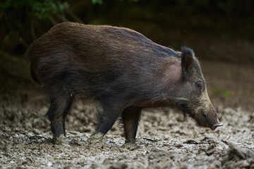 Juvenile wild hog in the forest