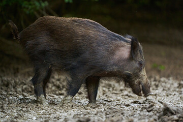 Juvenile wild hog in the forest