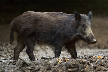 Juvenile wild hog in the forest
