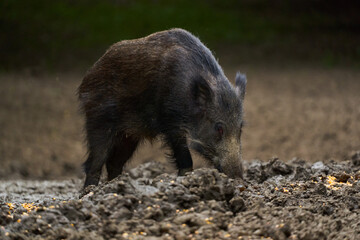 Juvenile wild hog in the forest