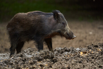 Juvenile wild hog in the forest
