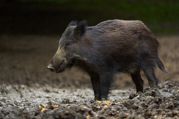 Juvenile wild hog in the forest