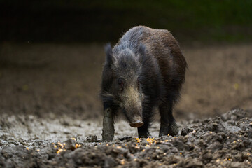 Juvenile wild hog in the forest