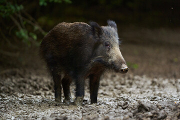 Juvenile wild hog in the forest