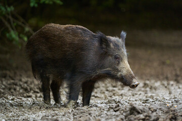 Juvenile wild hog in the forest