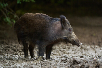 Juvenile wild hog in the forest