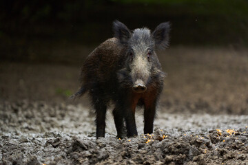 Juvenile wild hog in the forest