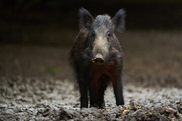 Juvenile wild hog in the forest