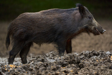 Juvenile wild hog in the forest