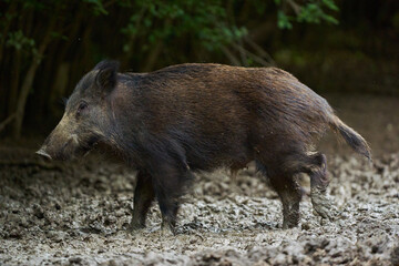 Juvenile wild hog in the forest