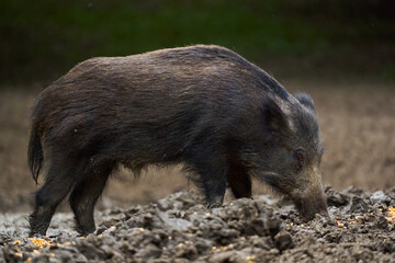 Juvenile wild hog in the forest
