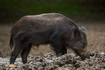 Juvenile wild hog in the forest