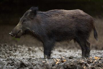 Juvenile wild hog in the forest