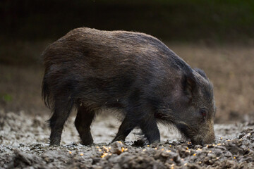 Juvenile wild hog in the forest
