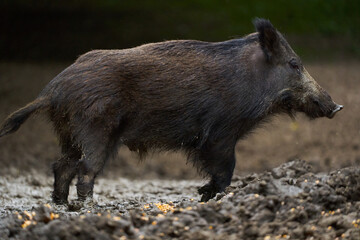 Juvenile wild hog in the forest