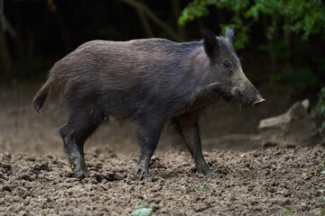 Juvenile wild hog in the forest