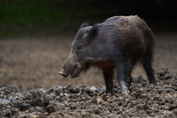Juvenile wild hog in the forest