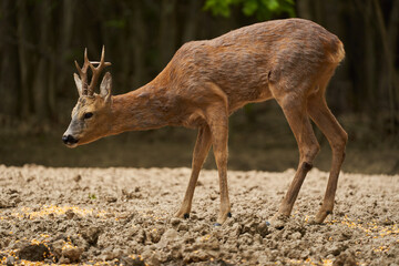 Young roebuck in the forest