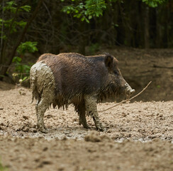 Young wild hog covered in mud