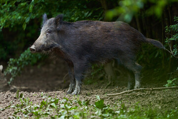 Juvenile wild hog in the forest