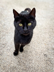 A black cat with yellow eyes begs for food