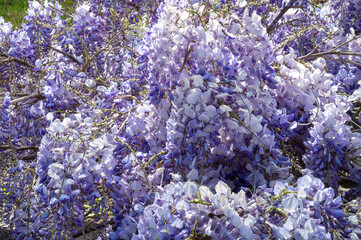gros plan sur les grappes mauves de la glycine en fleurs 